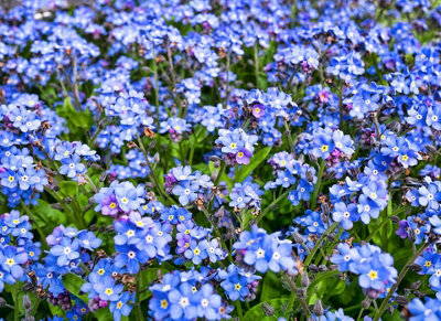 Forget Me Not Indigo Flower Seeds (Approx.300 seeds) - By Jamieson Brothers - 6