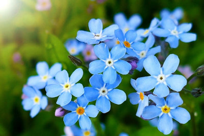 Forget Me Not Indigo Flower Seeds (Approx.300 seeds) - By Jamieson Brothers - 7