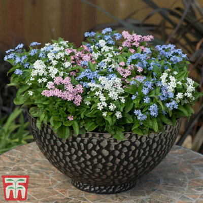 Forget-Me-Not (Myosotis) Mixed 15 Plants (15 Garden Ready Tray x 1)