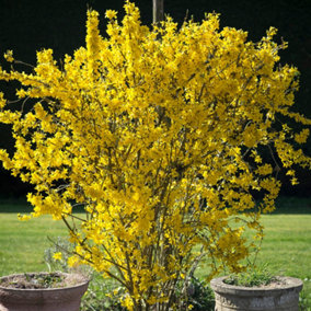 Forsythia Flojor - Vibrant Yellow Foliage and Flowers, Deciduous Shrub (20-30cm Height Including Pot)