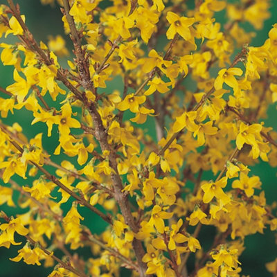 Forsythia Flojor - Vibrant Yellow Foliage and Flowers, Deciduous Shrub (20-30cm Height Including Pot)
