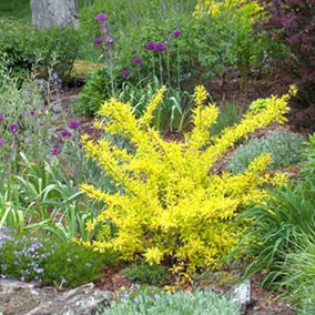 Forsythia Golden Times - Golden-Yellow Flowers, Compact, Low Maintenance (20-30cm Height Including Pot)