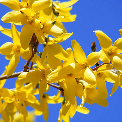 Forsythia intermedia 'Minigold' in a 3L pot Potted Plant for Gardens Ready to Plant Established Garden Plants