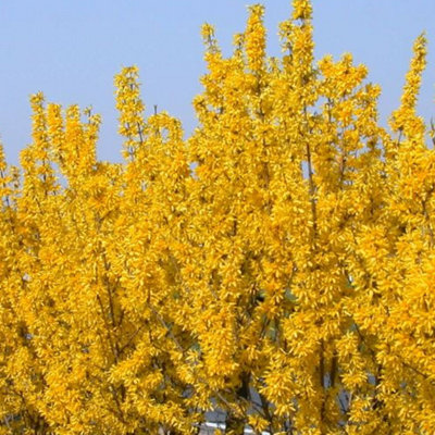 Forsythia Lynwood Garden Shrub - Bright Yellow Blooms, Deciduous, Compact Size, Hardy (15-30cm Height Including Pot)