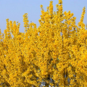 Forsythia Lynwood Garden Shrub - Bright Yellow Blooms, Deciduous, Compact Size, Hardy (15-30cm Height Including Pot)