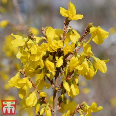 Forsythia Mini Gold (Dwarf) 9cm Pot x 2