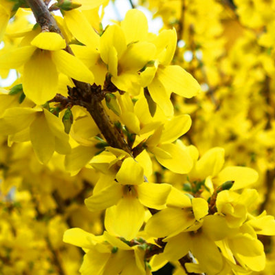 Forsythia Nimbus - Bright Yellow Flowers, Hardy Shrub, Low Maintenance (15-25cm Height Including Pot)