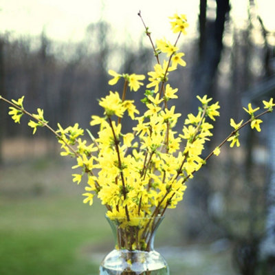 Forsythia Nimbus - Bright Yellow Flowers, Hardy Shrub, Low Maintenance (15-25cm Height Including Pot)