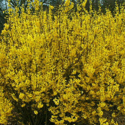 Forsythia Weekend Garden Shrub - Bright Yellow Blooms, Deciduous ...