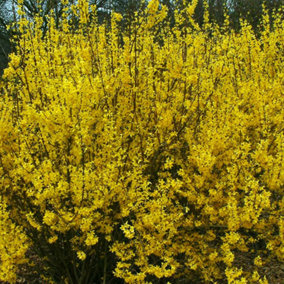 Forsythia Weekend Garden Shrub - Bright Yellow Blooms, Deciduous, Compact Size, Hardy (15-30cm Height Including Pot)