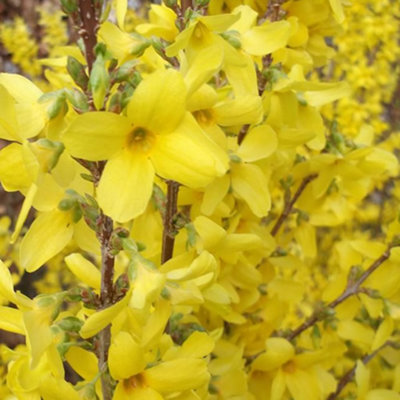 Forsythia Weekend Garden Shrub - Bright Yellow Blooms, Deciduous, Compact Size, Hardy (15-30cm Height Including Pot)