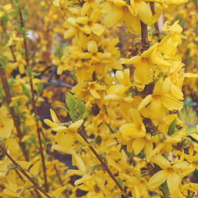 Forsythia x intermedia Goldrausch 9cm Pot x 1