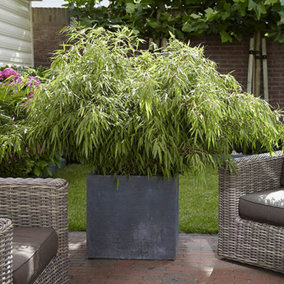 Fountain Bamboo Fargesia Rufa in a 2L Pot 40cm Tall