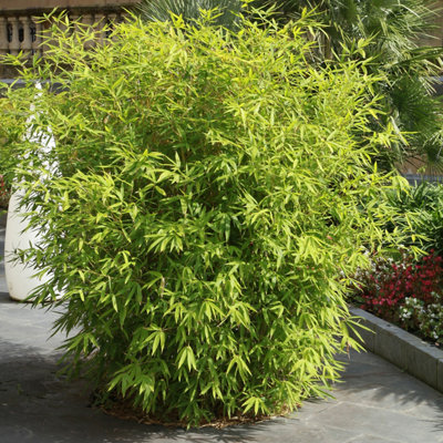 Fountain Bamboo Fargesia Rufa in a 2L Pot 40cm Tall
