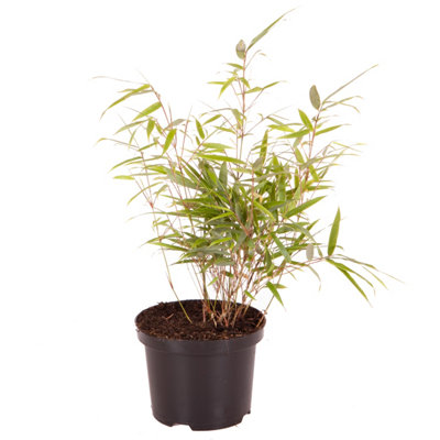 Fountain Bamboo Fargesia Rufa in a 2L Pot 40cm Tall - 3