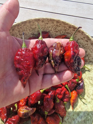 Fox Dark Naga Ruby Chilli Seeds - 10 Fresh Seeds