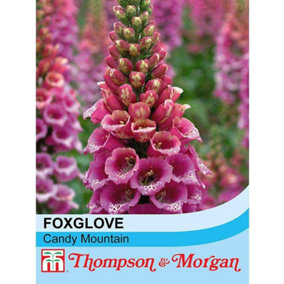 Foxglove Candy Mountain 1 Seed Packet (40 Seeds)
