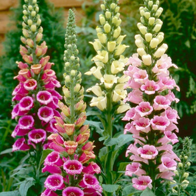 Foxglove Candy Mountain - Rose Pink Flowers Upward Facing. Cottage ...