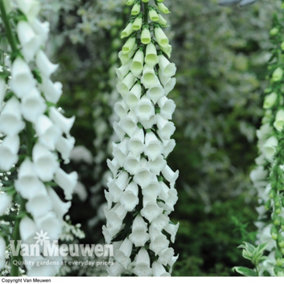 Foxglove (Digitalis) Alba 9cm Potted Plant x 1