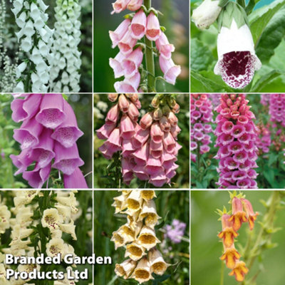 Foxglove - Digitalis Collection 18 Jumbo Plug Plants