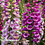 Foxglove (Digitalis) Dalmatian Mixed 12 Plug Plants