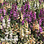 Foxglove (Digitalis) Dalmatian Mixed 12 Plug Plants
