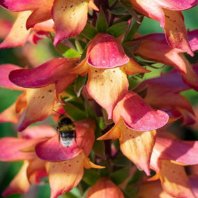 Foxglove Digitalis 'Firebird' in 9cm Pot - New Breed - Herbaceous Perennial - Rare Variety - Ready to Plant - Pollinator Friendly