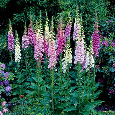 Foxglove Digitalis Foxy Group - Flowering Perennial in 1L Pot