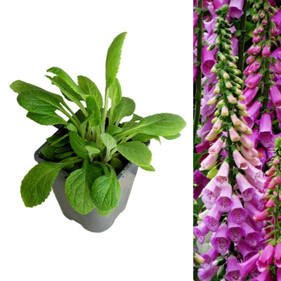 Foxglove Digitalis Foxy Group - Flowering Perennial in 1L Pot