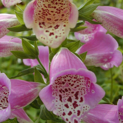Foxglove Digitalis Foxy Group - Flowering Perennial in 1L Pot - 3
