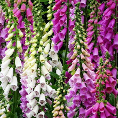 Foxglove Digitalis Foxy Group - Flowering Perennial in 1L Pot - 4