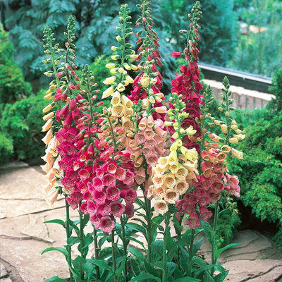 Foxglove Digitalis purpurea Mixed - Flowering Perennial in 1L Pot