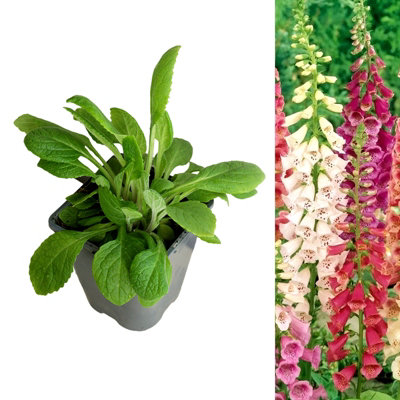 Foxglove Digitalis purpurea Mixed - Flowering Perennial in 1L Pot