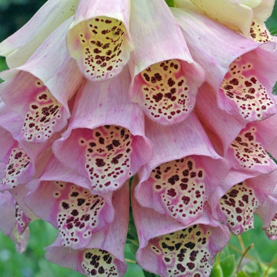 Foxglove Digitalis purpurea Mixed - Flowering Perennial in 1L Pot - 3