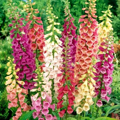 Foxglove Digitalis purpurea Mixed - Flowering Perennial in 1L Pot - 4