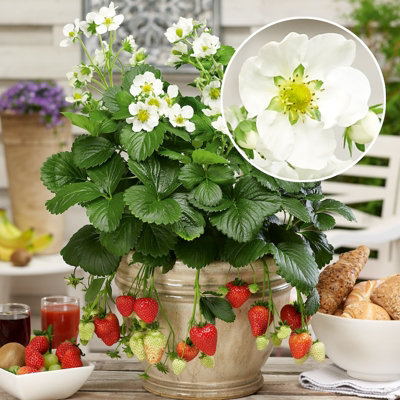 fragaria-x-ananassa-montana-