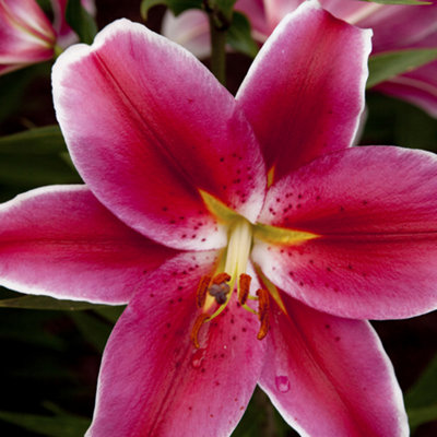 Fragrant Hardy Oriental Lily Bulbs Pack Of 25 Bulbs