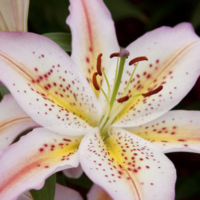 Lily‼️ fragrant-hardy-oriental-lily-