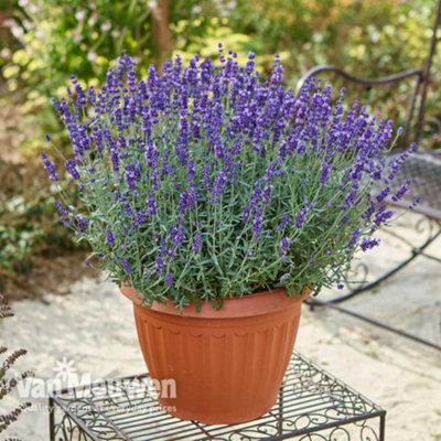 Fragrant Lavender English - 20 plants