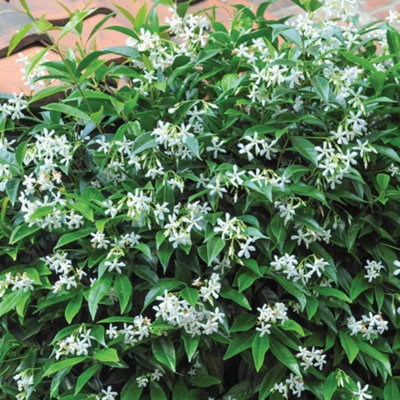 Fragrant Trachelospermum Jasminoides - Star Jasmine - 2 Litre Potted Plant x 1 - Ideal for Trellis, Fences & Obelisks