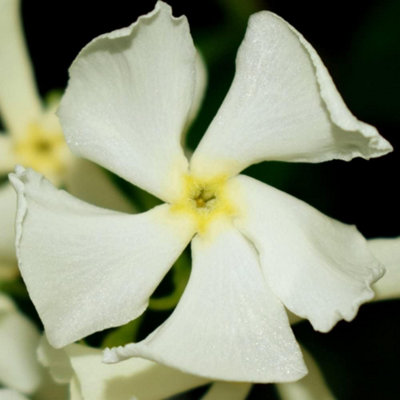 Fragrant Trachelospermum Jasminoides - Star Jasmine - 2 Litre Potted Plant x 1 - Ideal for Trellis, Fences & Obelisks