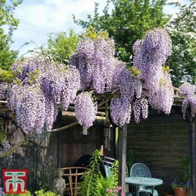 Fragrant Wisteria Prolific - 1.5 Litre Potted Plant x 1 - Hardy Shrub -  Loved by Pollinators - Climbing Plant