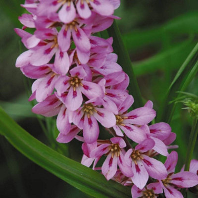 Francoa Sonchifolia Pink Giant 1 Seed Packet (40 Seeds)