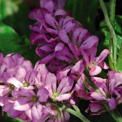 Francoa Sonchifolia Pink Giant 1 Seed Packet (40 Seeds)