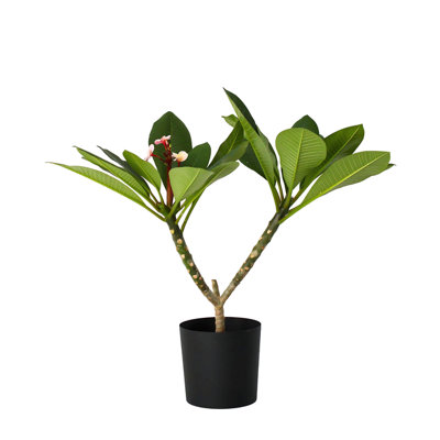Frangipani - Plumeria rubra 'Pink' - Height 55-70cm - Pot 17cm