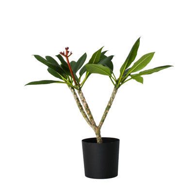 Frangipani white - Plumeria rubra - Height 55-70cm - Pot 17cm