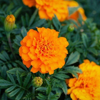 French Marigold Orange Winner Dwarf - Compact Large Orange/Maroon ...