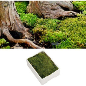Fresh Flat Carpet Moss (Large Box) - Ideal for Terrariums and Live Plant Display