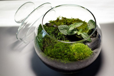 Fresh Flat Carpet Moss (Large Box) - Ideal for Terrariums and Live Plant Display