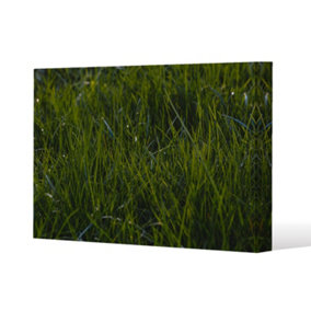 Fresh green grass background, natural grass (Canvas Print) / 101 x 77 x 4cm